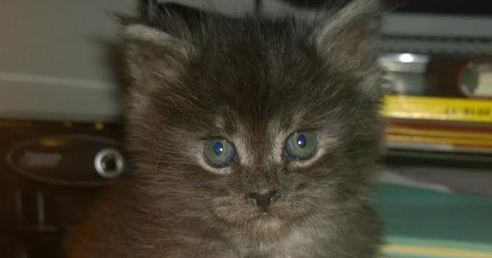 Pic of the Litter: Onyx